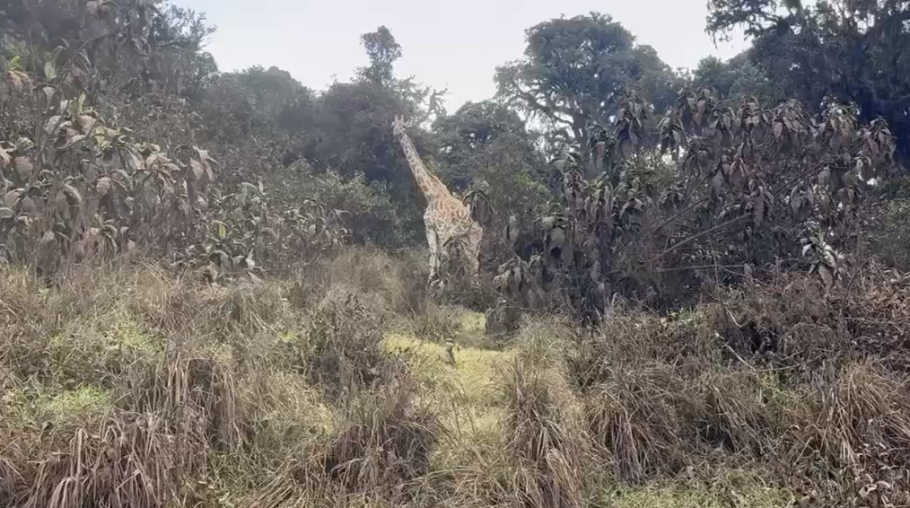 w parku narodowym Ngorongoro