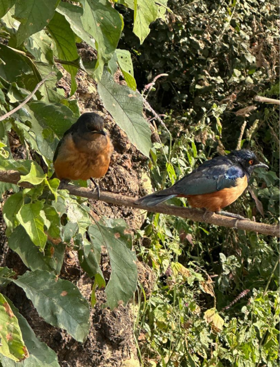 w parku narodowym Ngorongoro