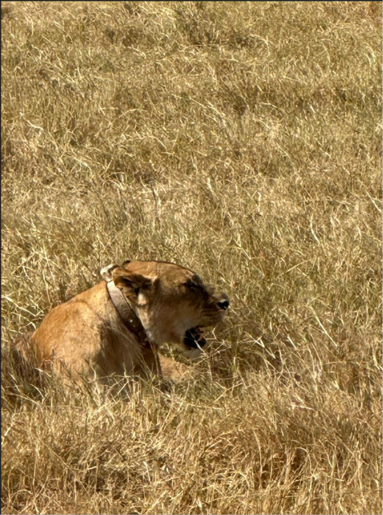 w parku narodowym Ngorongoro