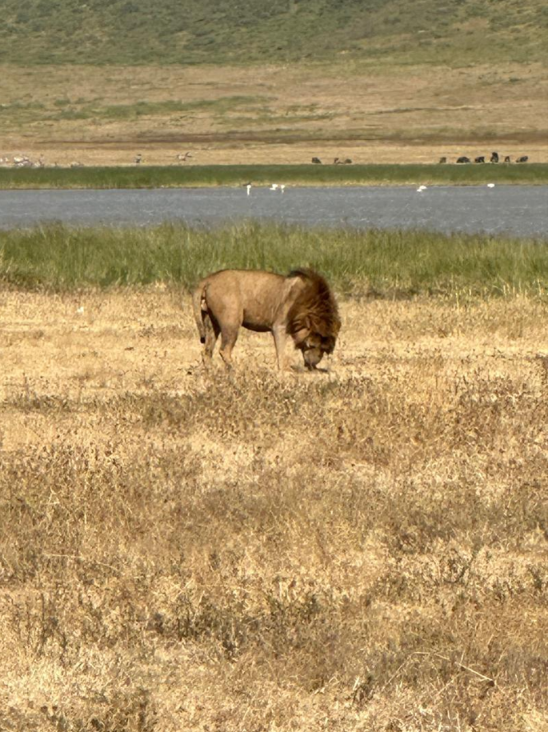 w parku narodowym Ngorongoro